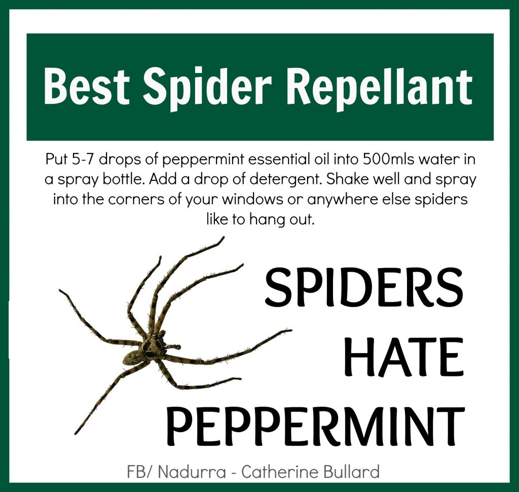 spiders hate peppermint