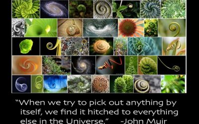 Everything Is Connected and All Is One